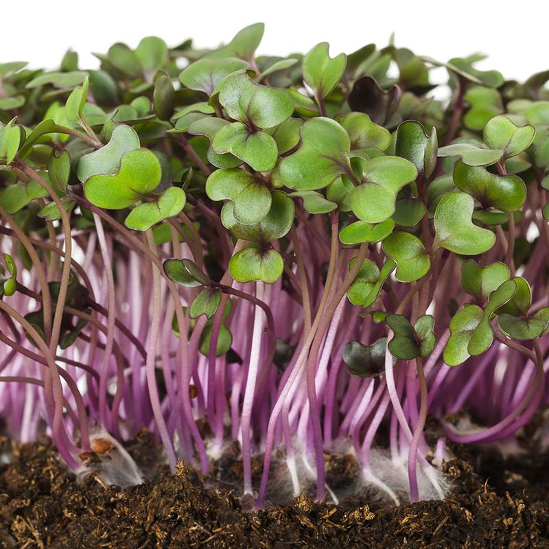Keimsaaten/ Roter Kohl