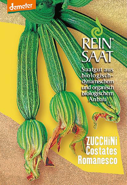 Zucchini / Costates Romanesco