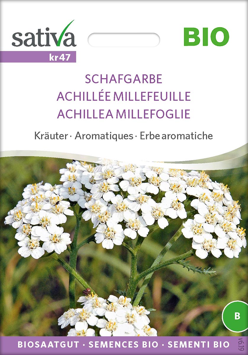 Schafgarbe