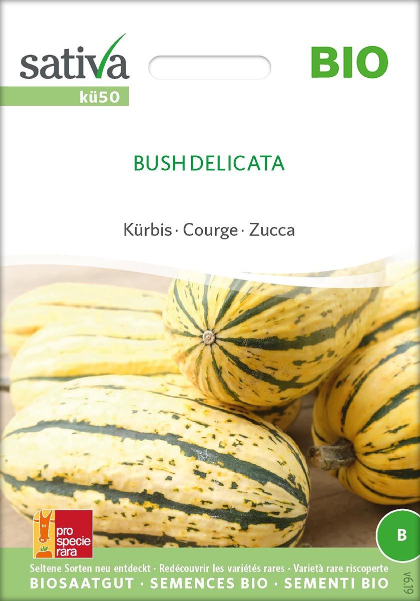 Kürbis / Bush Delicata