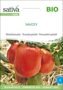 Tomate / Buschtomate/Saucey